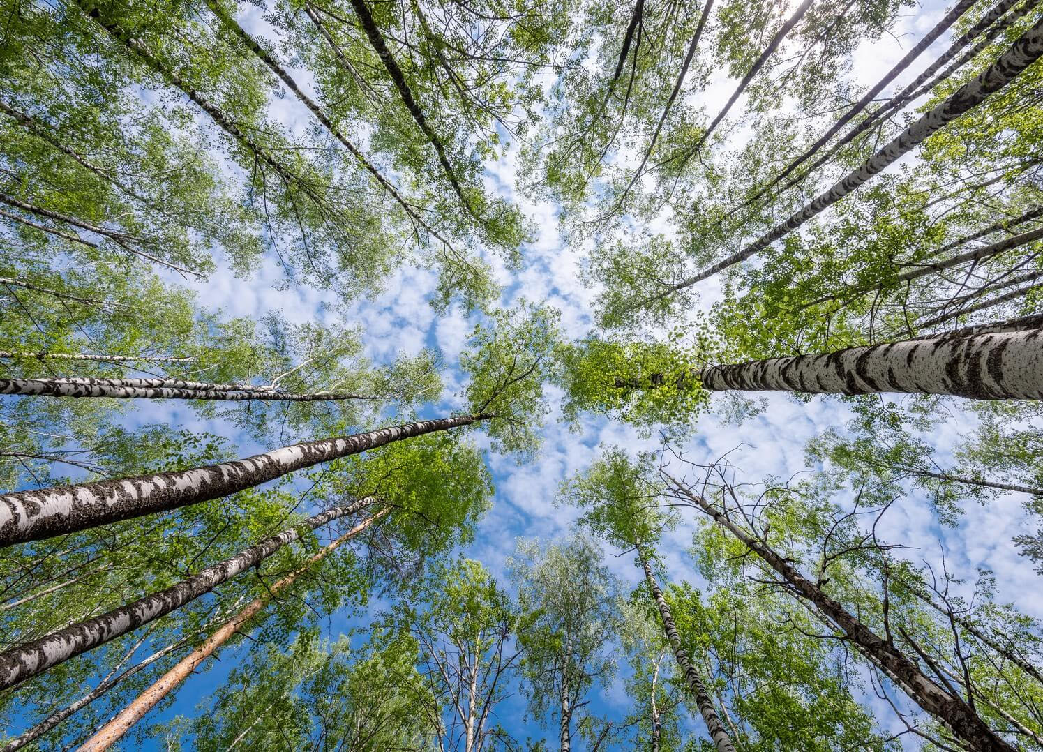 Birch trees seen from below