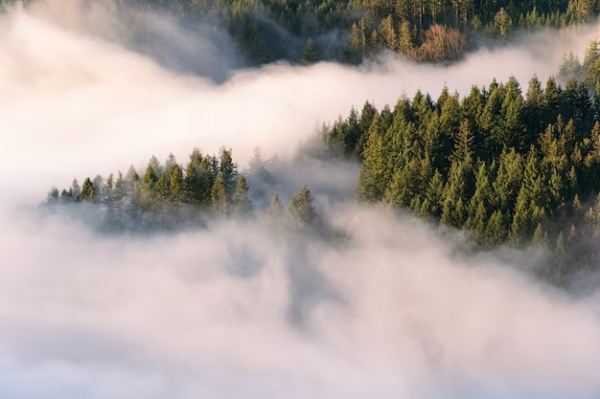 Forest emerging from mist